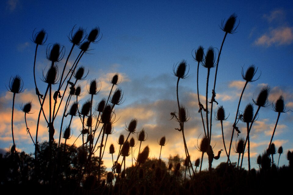 Seeds summer autumn