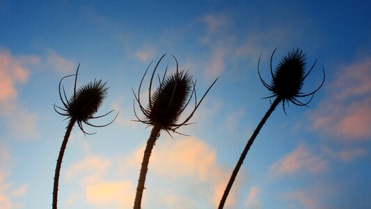 Seeds summer autumn