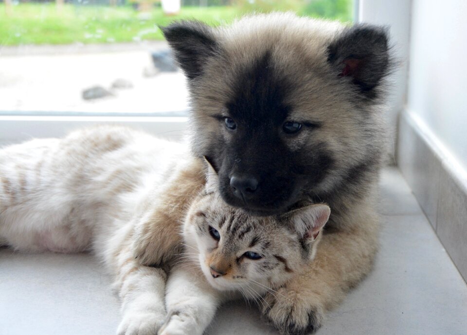 Kisses dog cat kisses kiss