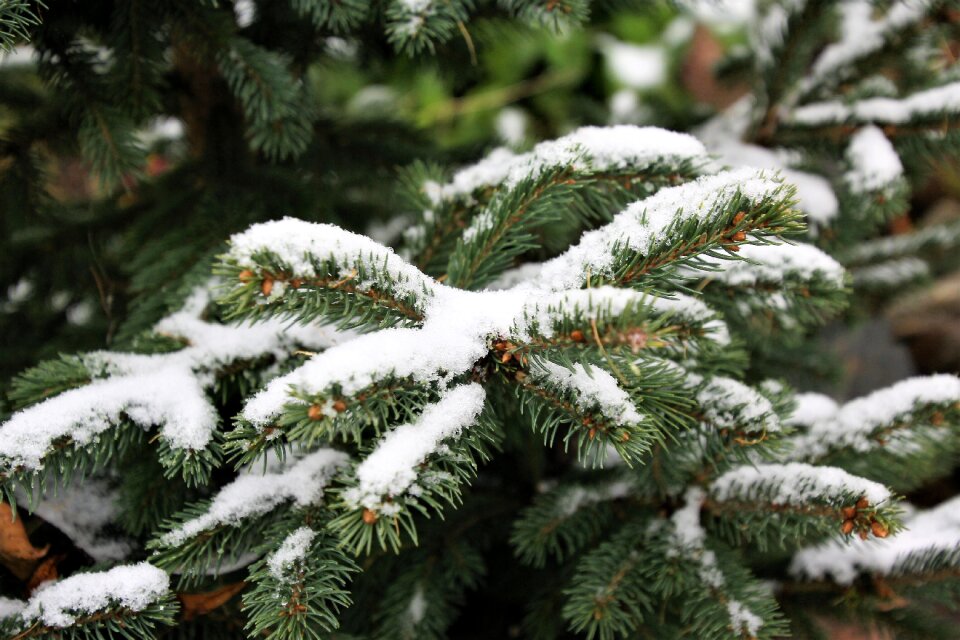 Christmas tree nature winter