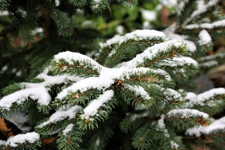 Christmas tree nature winter