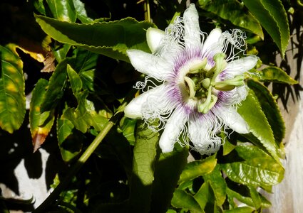 Flower climbing vine