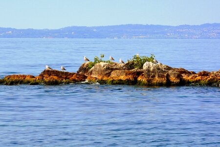 Garda italy birds