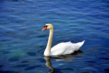Beak ali swim