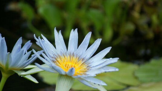Lilies nature summer