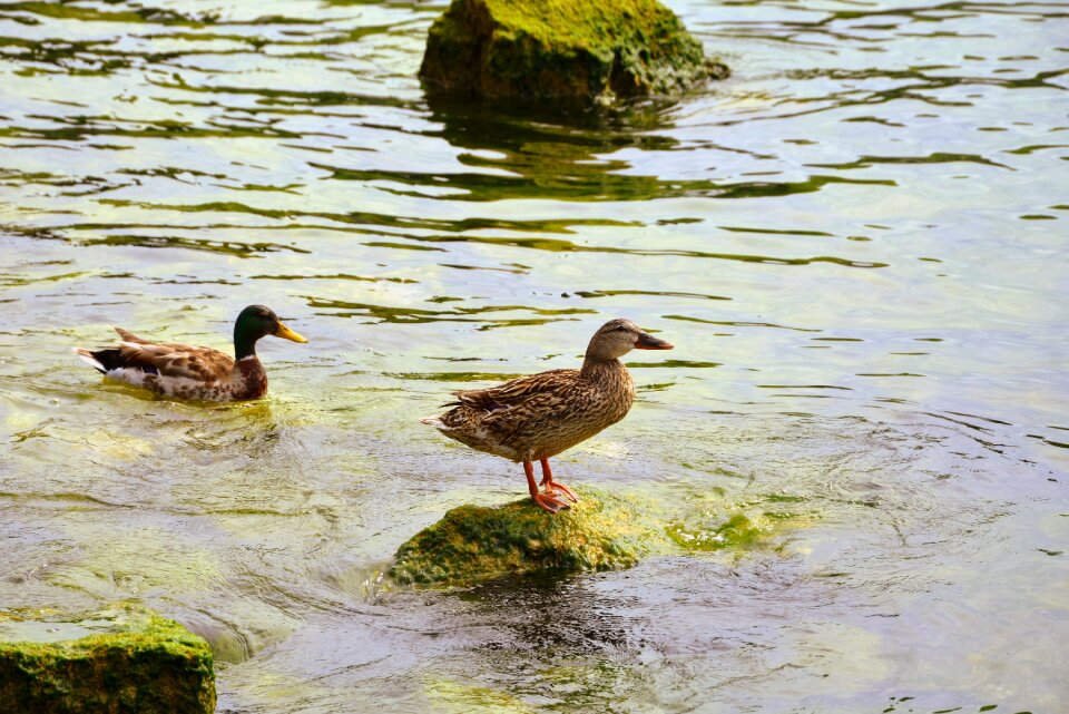 Swim rest water