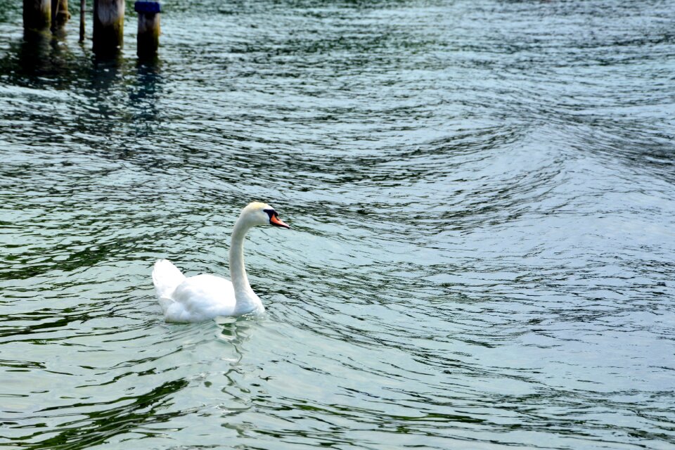 Choppy lake animal