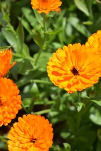 Bloom close up nature photo