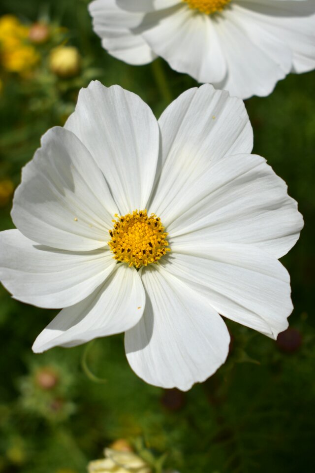 Nature plant white flower
