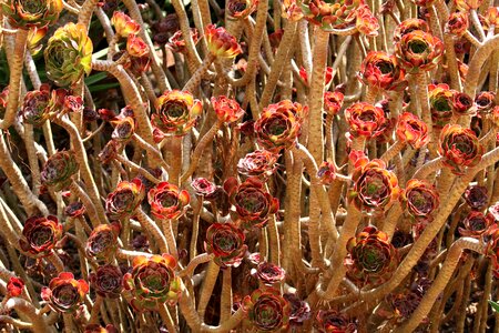 Stem red-tipped plant