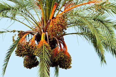 Fronds balearic seeds
