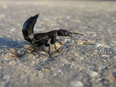 Scorpio nature black beetle