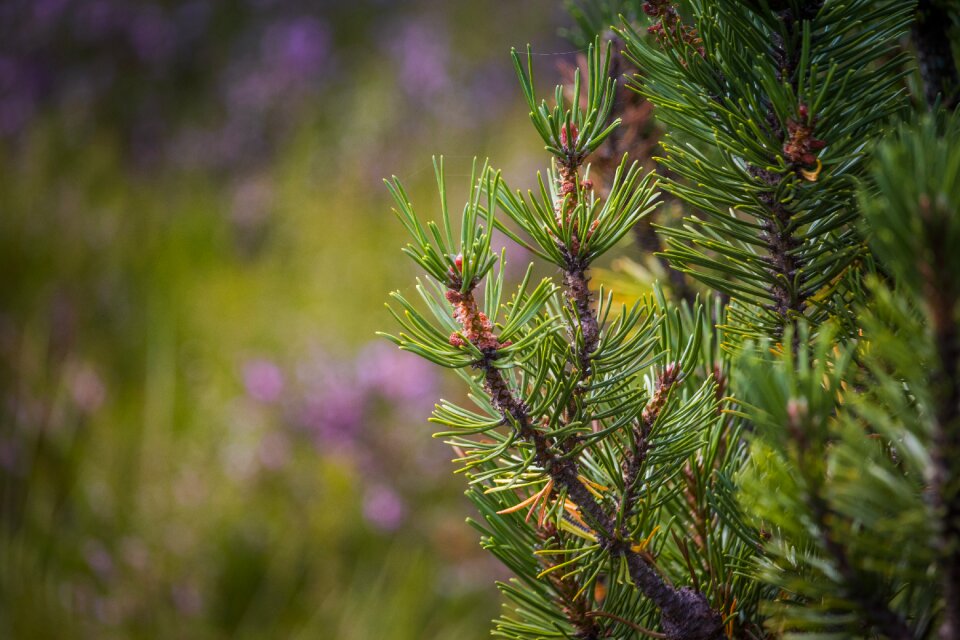 Macro needles green