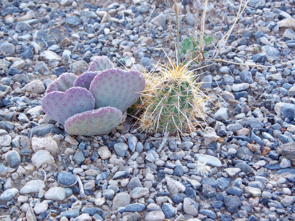 Nevada cactus blue desert