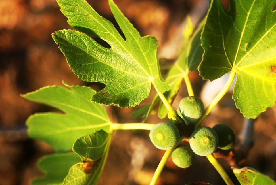 Figs fig tree plant