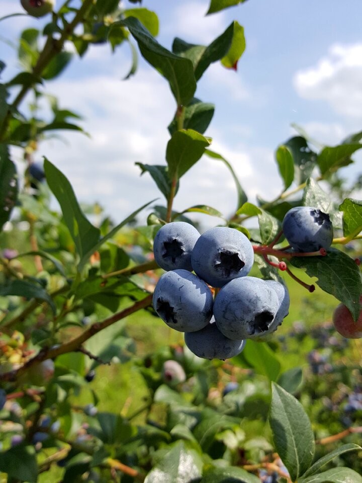 Fruit ripe healthy