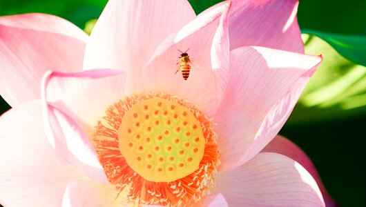 Blossom flower buddhism
