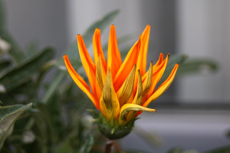 Orange sheet green