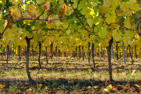 Wine vineyards vines