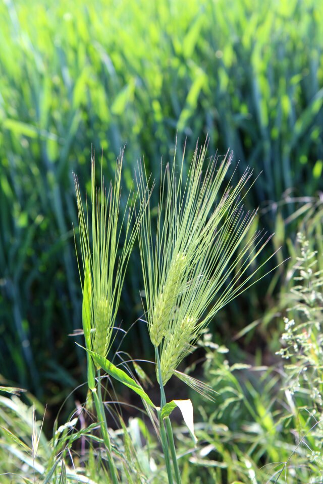Agriculture field grain