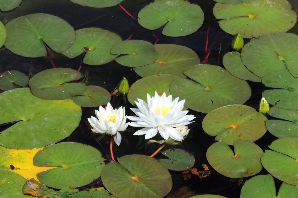 Lily white beautiful