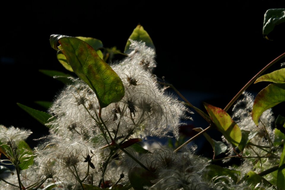 Backlighting sunlight nature