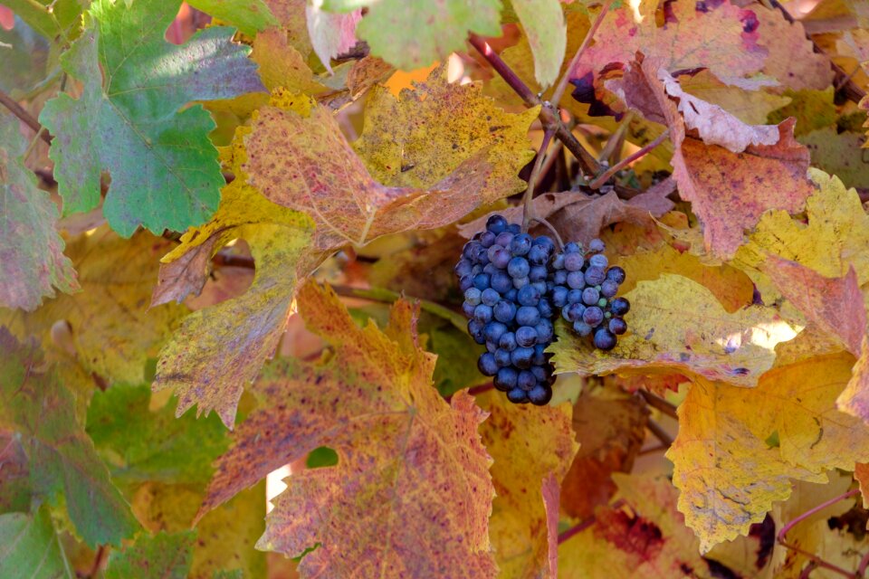 Wine vineyards vines