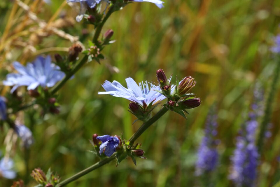Grass flowers field