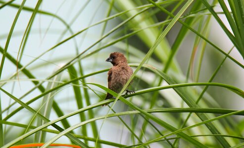 Wet munia animal photo