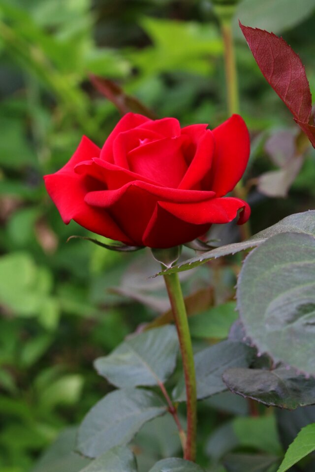 Jungnangcheon fresh medium petal
