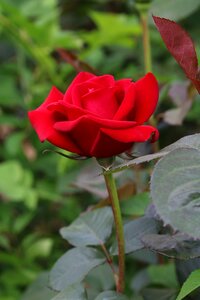 Jungnangcheon fresh medium petal