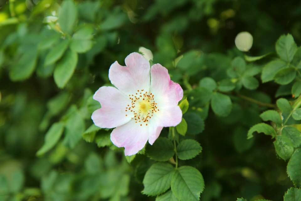 Rose hips wild rose wild flowers photo