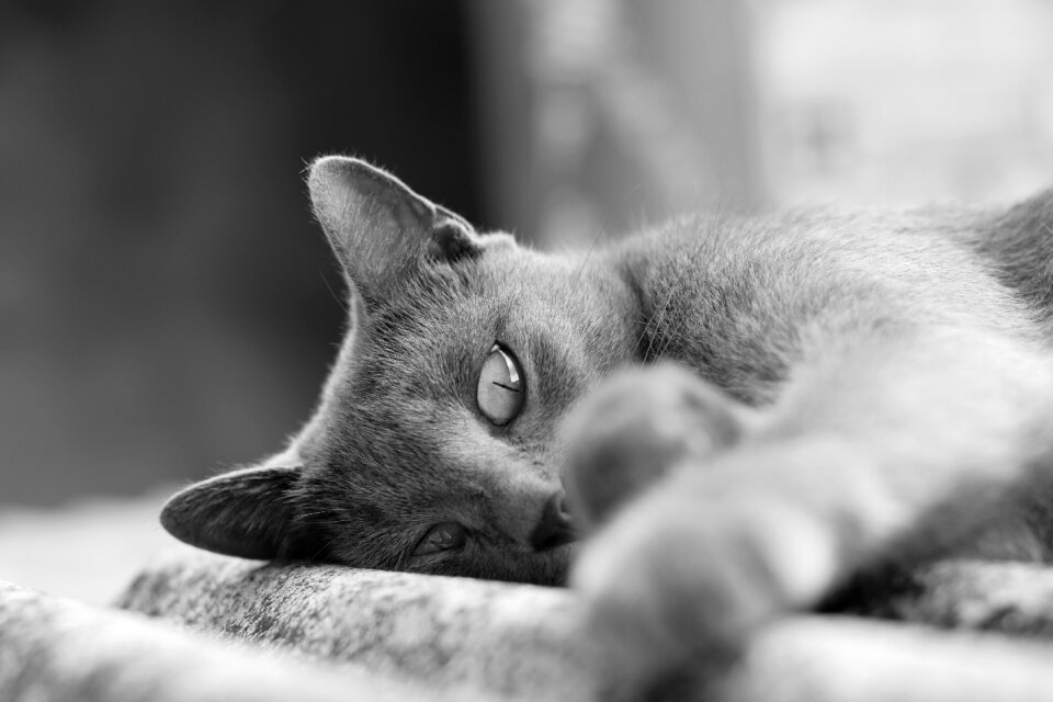 Animal eyes feline