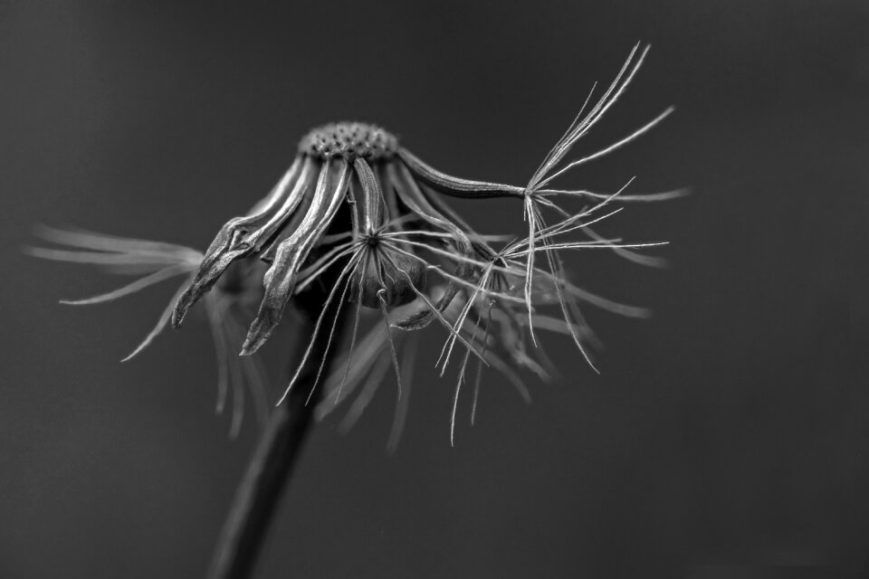 Flower pointed flower flying seeds