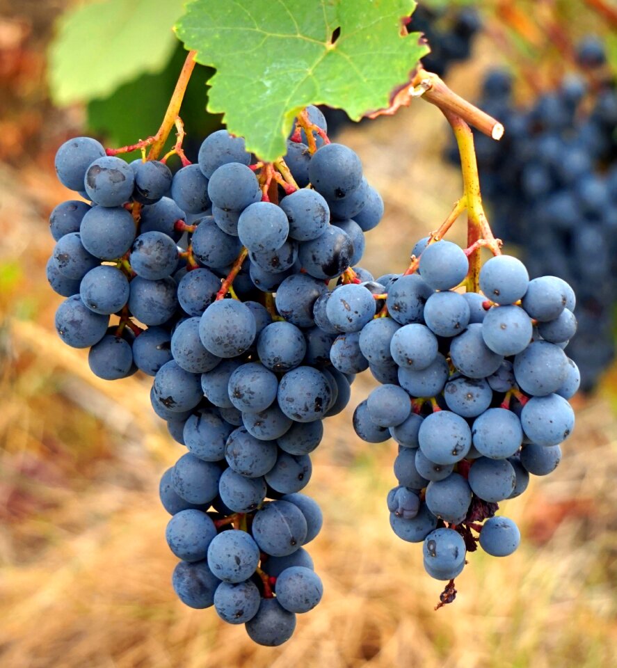Grapes grapevine rebstock