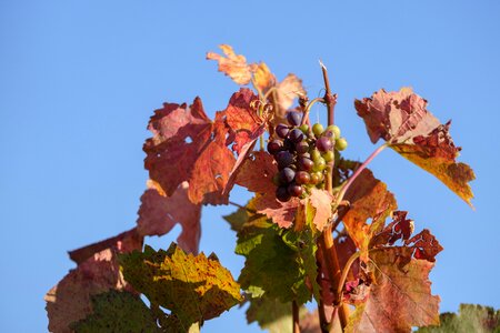 Wine vineyards vines