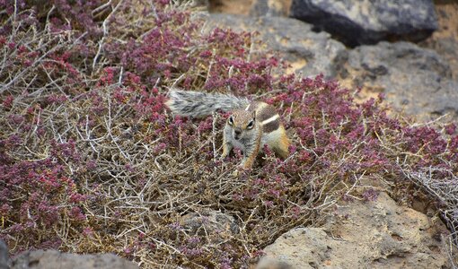 Fuerteventura rodent squirrel