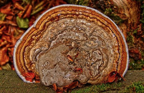 Parasite weakness parasite wood inhabiting fungi photo