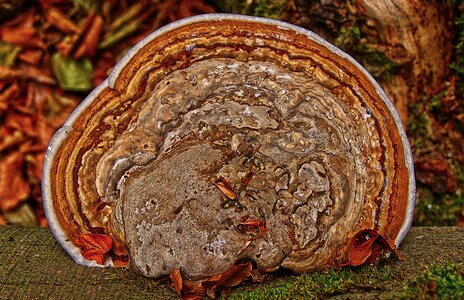 Parasite weakness parasite wood inhabiting fungi