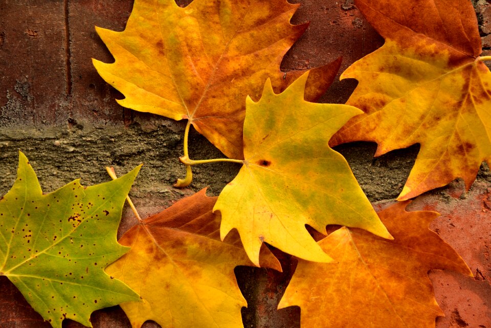 Fall foliage colorful decorative