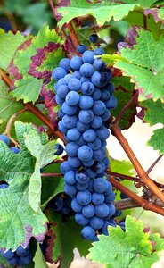 Vines grapevine vine