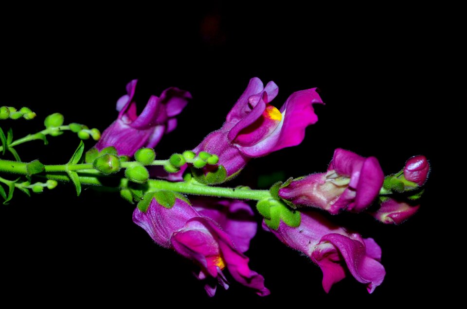 Nature lovely color