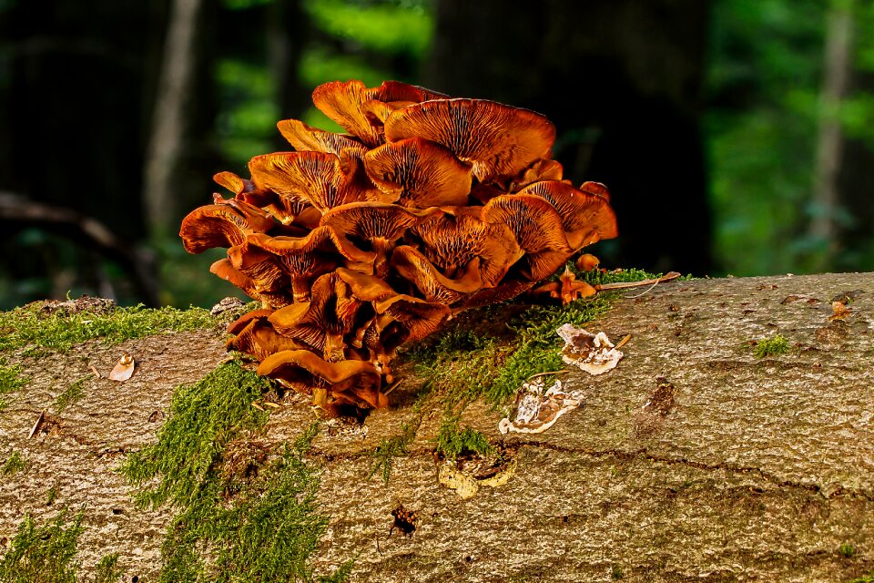 Tribe mushrooms tree fungi