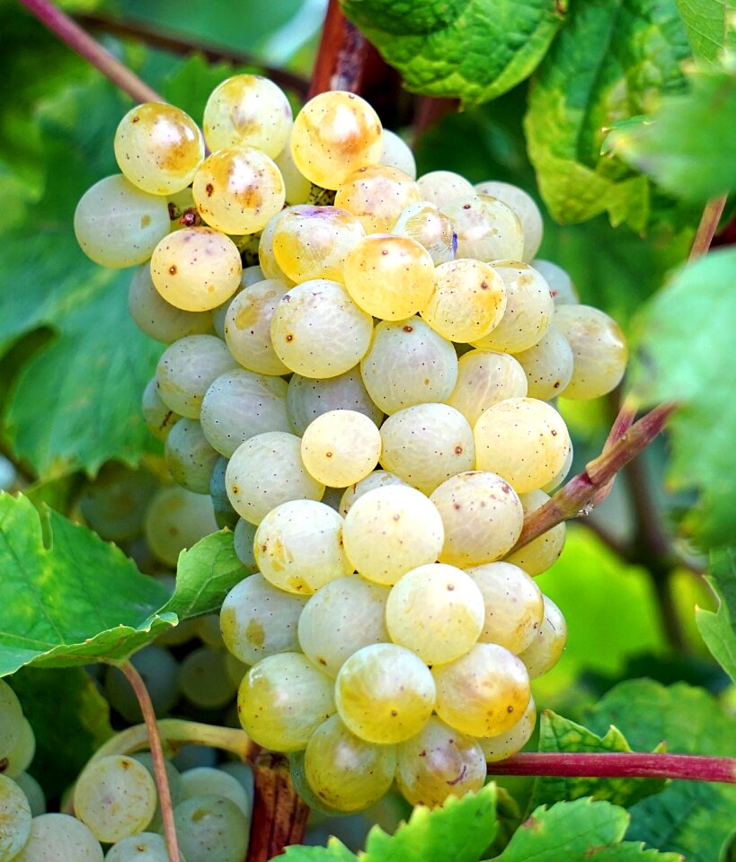 Vines grapevine vine