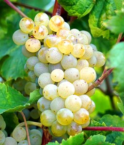 Vines grapevine vine