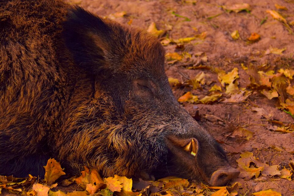 Forest creature boar