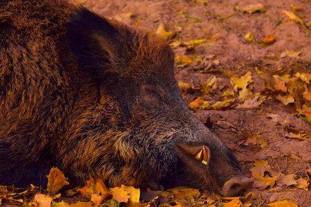 Forest creature boar photo