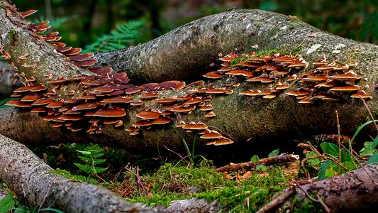 Tribe mushrooms tree fungi photo