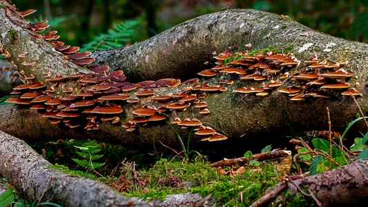 Tribe mushrooms tree fungi