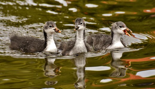 Nature waterfowl young